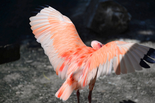 World of Birds Wildlife Sanctuary.